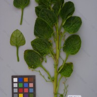 CIP 201011 Herbarium