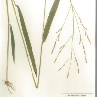 IRGC 80755 Herbarium