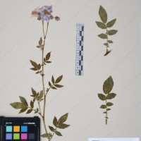 CIP 761449_OCH 12086a_02.jpg