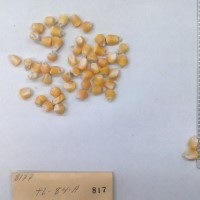 CIMMYTMA 817 - Reference Inventory.jpg