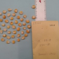 CIMMYTMA 5910 - Reference Inventory.jpg