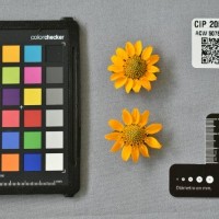 CIP 205006 (flower).jpg