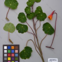 CIP 203056 Herbarium