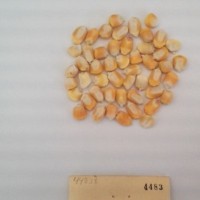 CIMMYTMA 4483 - Reference Inventory.jpg