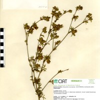 11524 herbarium