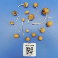 CIP 762191 Tuber