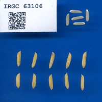 IRGC 63106 Seed Photo