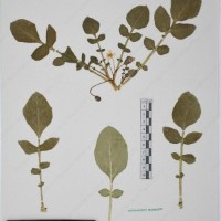 CIP 761433_OCH 12067_04.jpg