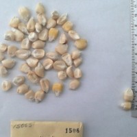 CIMMYTMA 1506 - Reference Inventory.jpg