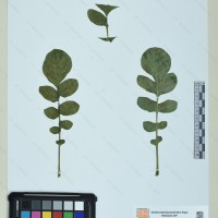 CIP 760571 herbarium