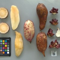 CIP 205020 (root).jpg