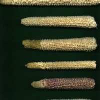 CIMMYTMA 21477 PAZM 05068 AF18A-0903-3 C.jpg