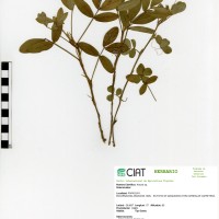 9092 herbarium