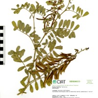 22040 herbarium