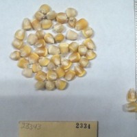 CIMMYTMA 2334 - Reference Inventory.jpg