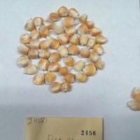 CIMMYTMA 2456 - Reference Inventory.jpg