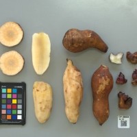 CIP 205023 (root).jpg