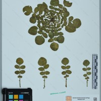 CIP 760456 herbarium
