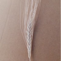 CWI_17146_52594_714_1_c.jpg