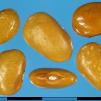G35980G seed.jpg