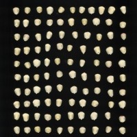 CIMMYTMA 266 OAXA 50 AF19A-0903-207 K.jpg