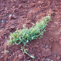 Psophocarpus sp 10529.JPG