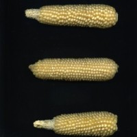 CIMMYTMA 25704 ARZM 17 015 AF18A-0903-181 E.jpg