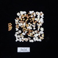 Popped and not popped comparison labeled.jpg