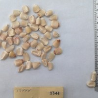 CIMMYTMA 1544 - Reference Inventory.jpg