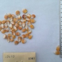 CIMMYTMA 1367 - Reference Inventory.jpg