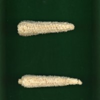 CIMMYTMA 6268 BOLI 1063 AF17A-0903-96 C1.jpg