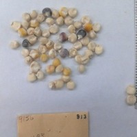 CIMMYTMA 913 - Reference Inventory.jpg