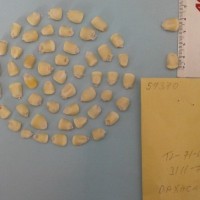 CIMMYTMA 5937 - Reference Inventory.jpg