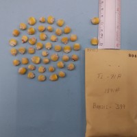 CIMMYTMA 8045 - Reference inventory.jpg