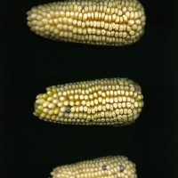 CIMMYTMA 24700 MEXI 681 TC24U-2903-228 E1.jpg