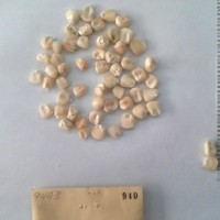 CIMMYTMA 940 - Reference Inventory.jpg