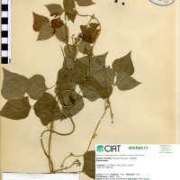 7666 herbarium