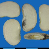 G25475A seed.jpg