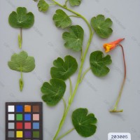 CIP 203005 Herbarium