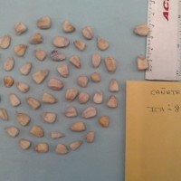 CIMMYTMA 16810 - Reference Inventory.jpg