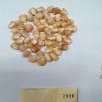 CIMMYTMA 2886 - Reference Inventory.jpg