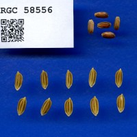 IRGC 58556 Seed Photo