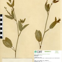 7530 herbarium