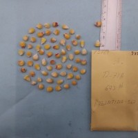 CIMMYTMA 7378 - Reference inventory.jpg