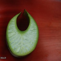 6.3.3 - Petiole canal leaf III
