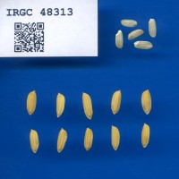 IRGC 48313 Seed Photo