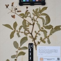 CIP 760340_HHCH 5072_01.jpg