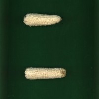 CIMMYTMA 19021 PAZM 04001 AF17A-0903-113 C1.jpg