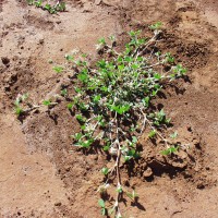 Trifolium masaiense 887.JPG