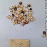 CIMMYTMA 163 - Reference Inventory.jpg